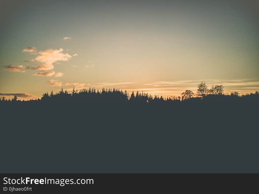 Photo of Forest Trees Under Calm Sky