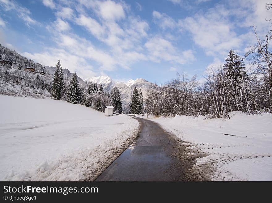 Pavement Road Surrounded by Snow and Pine Trees