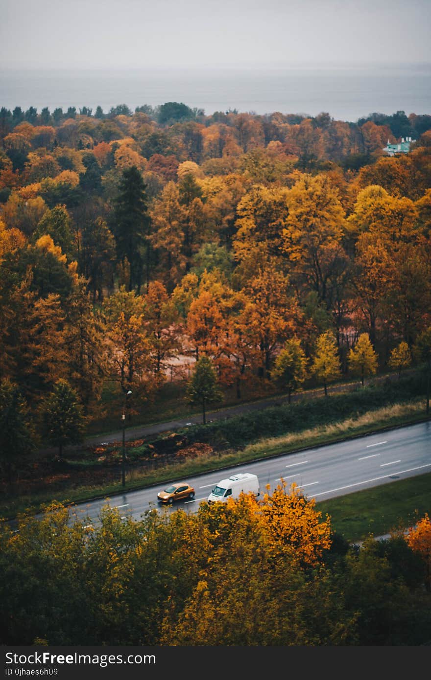 Overview of Brown Leaf Trees and Road