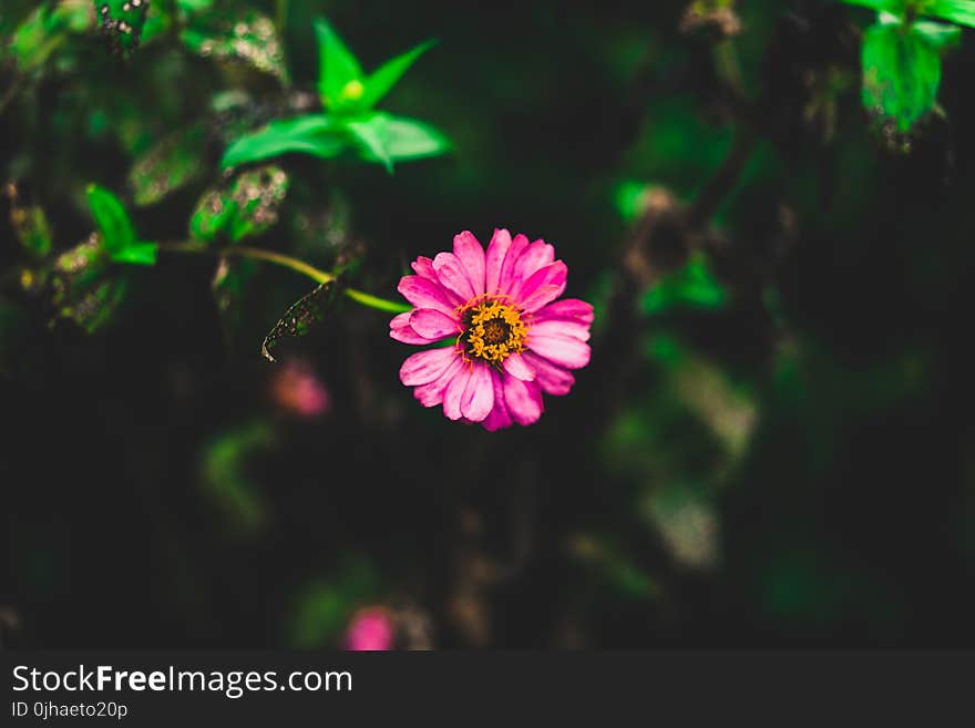 Tilt Shift Photography of Pink Zinnia Flower