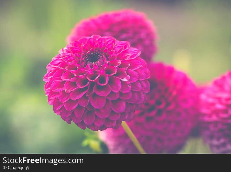 Pink Flowers