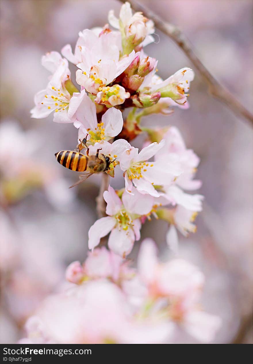 Closeup Photo of Honeybee Perched on Pink-and-white Cluster Flowers