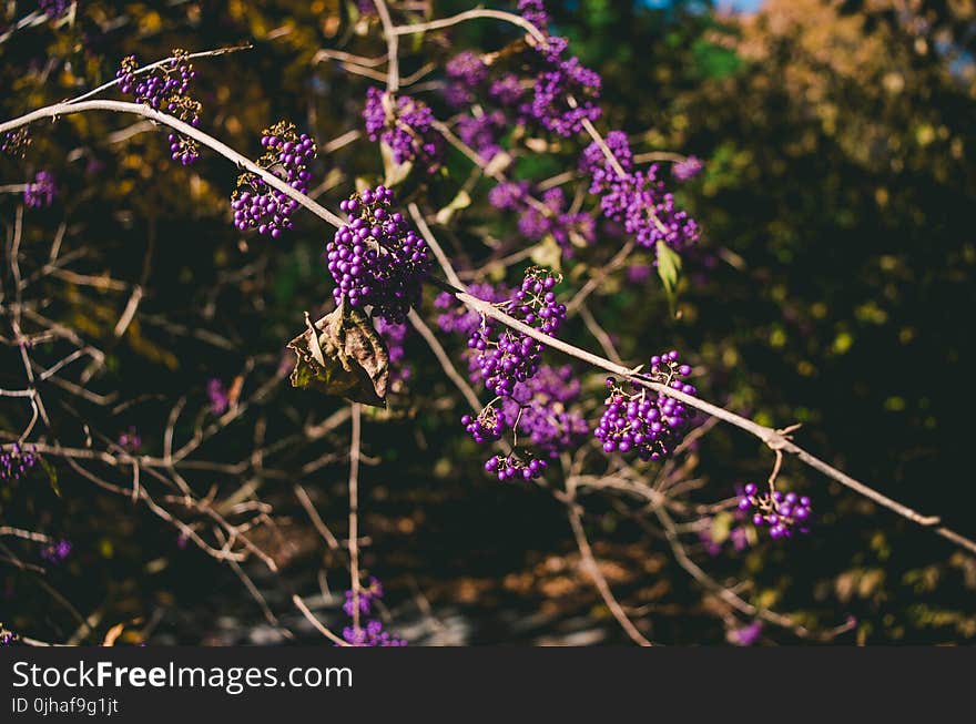 Selective Focus Photo of Purple Cluster Flowers