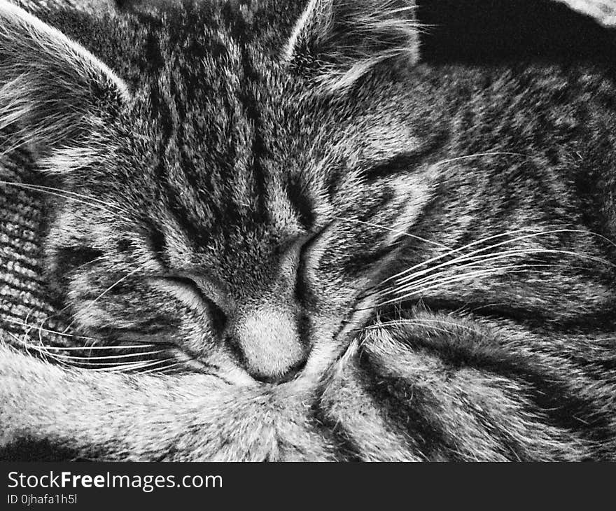 Tabby Cat Sleeping