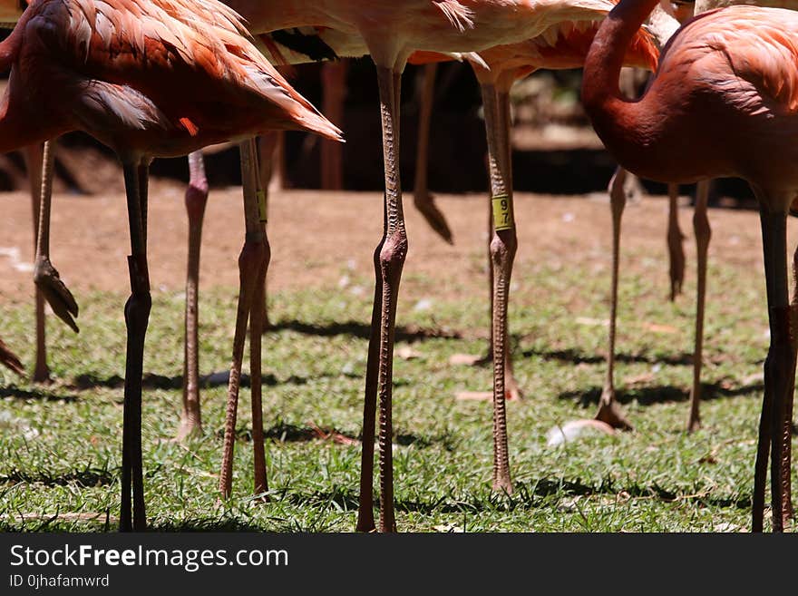 Pink Flamingo