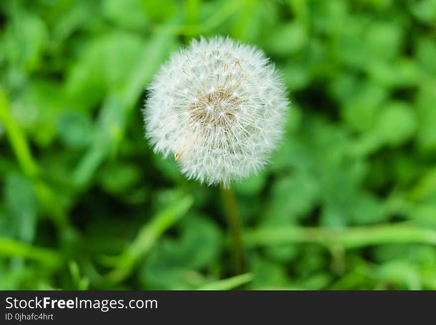 Dandelion