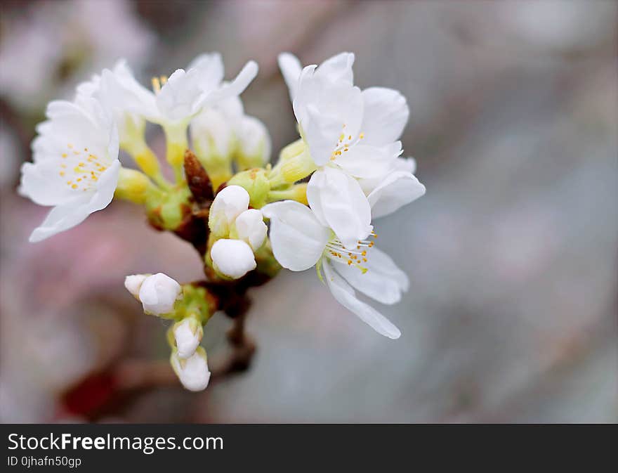 White Cherry Blossoms in Bloom Close-up Photo