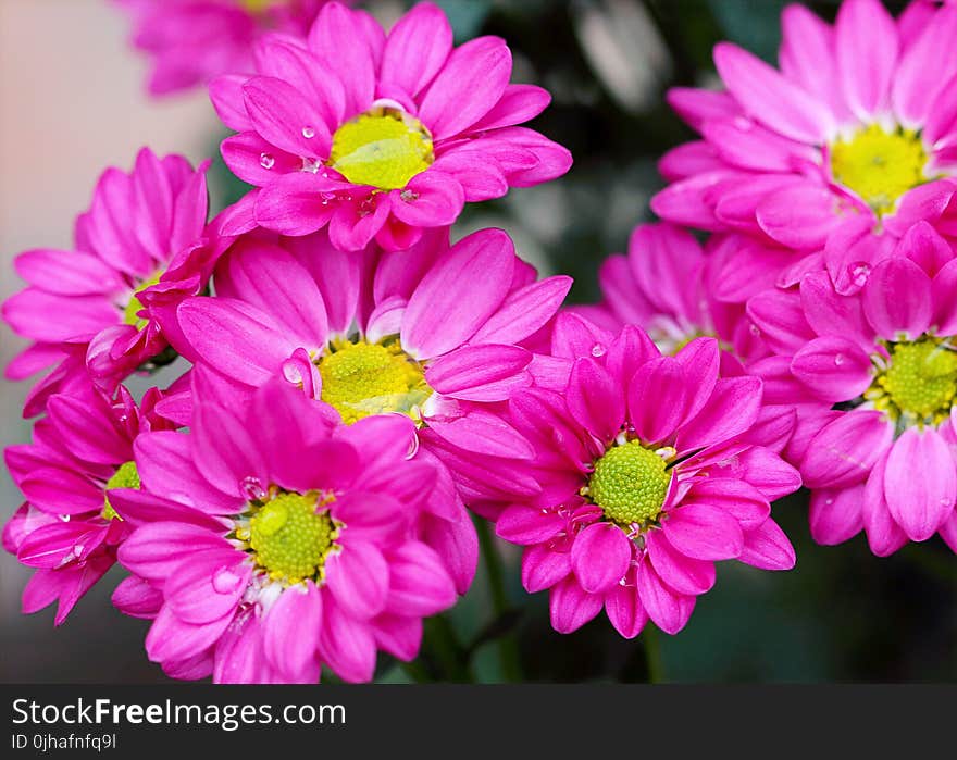 Pink Petaled Flowers