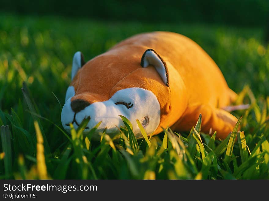 Orange and White Animal Plush Toy on Green Grasses in Focus Photography