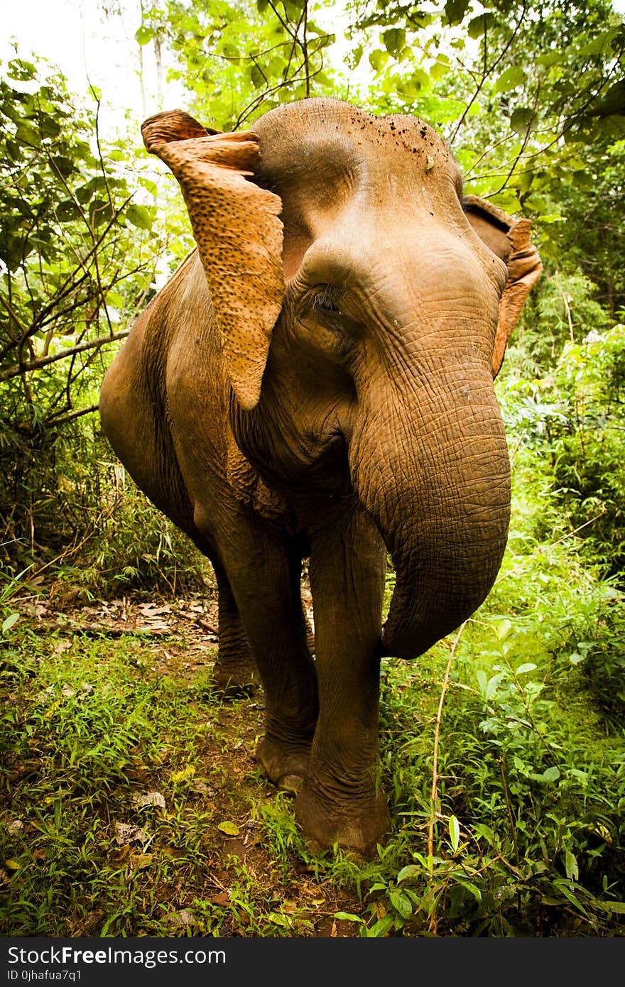 Brown Elephant Stands Between Green Trees and Plants Under White Sky