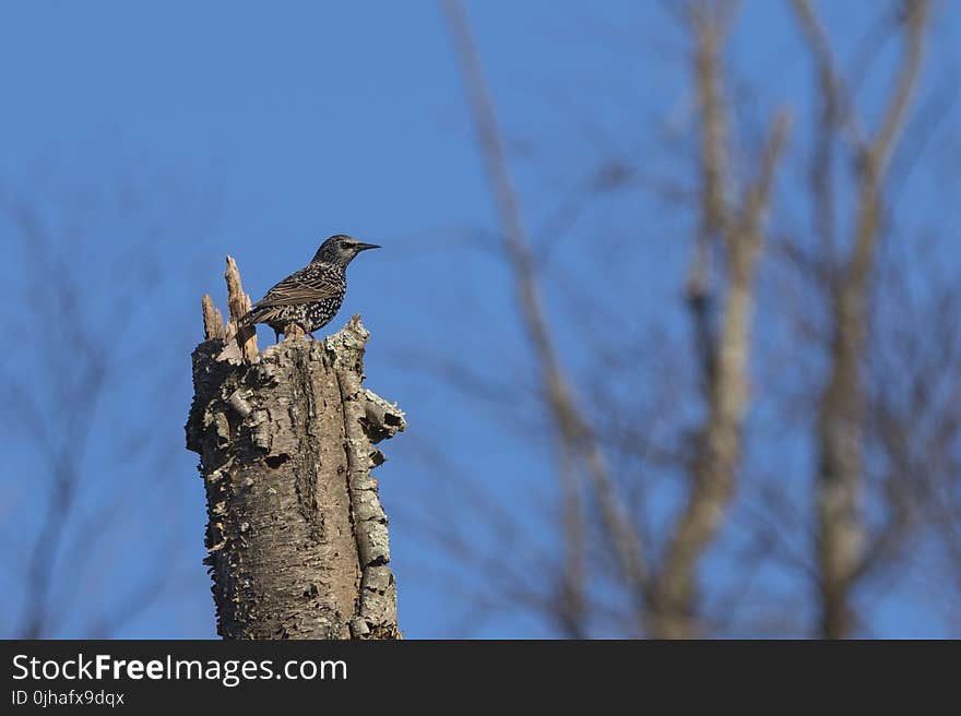 Brown Bird on Top of Brown Tree Trunk