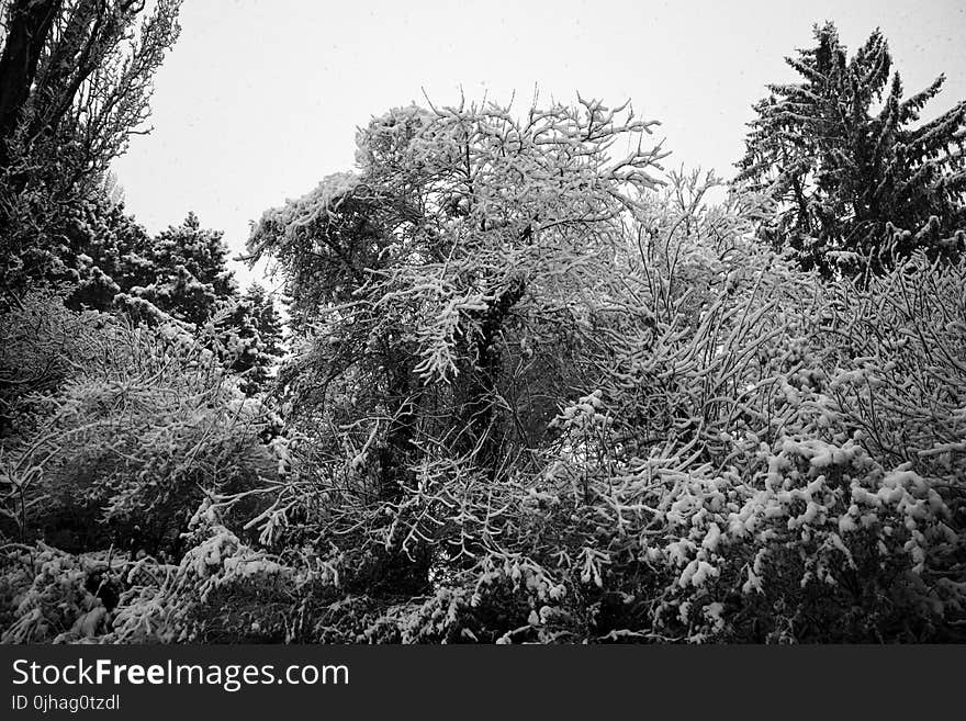 Greyscale Photography of Trees