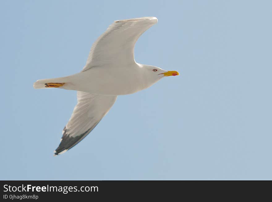 White Seagull Flying Under Clear Blue Sky