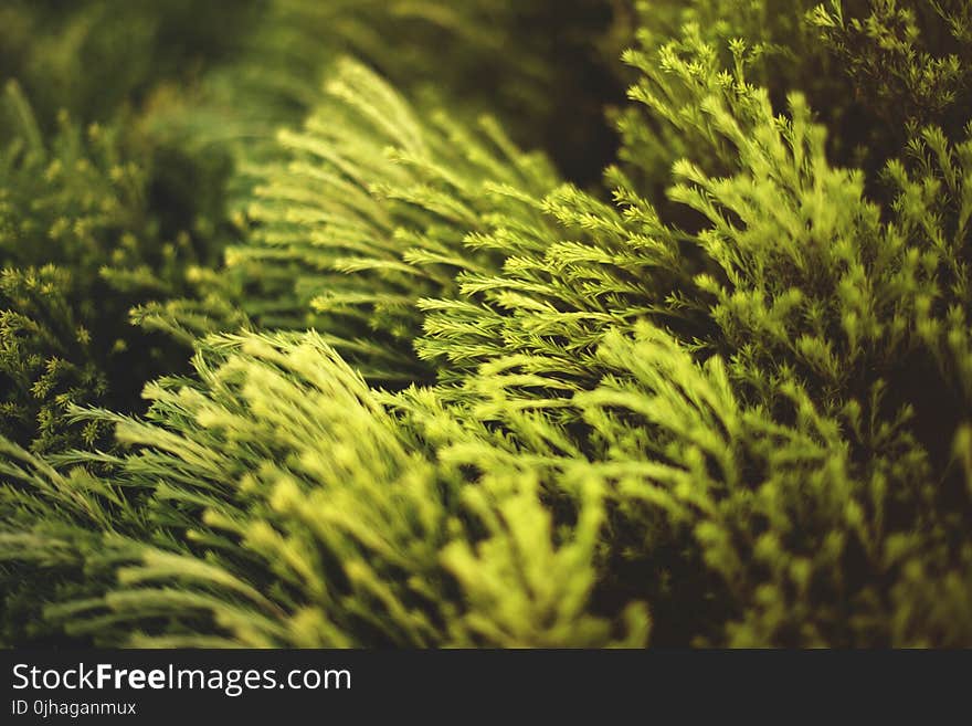 Close-up Photo of Green Plants