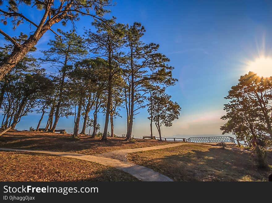 Low Angle of Green Trees Near Ocean