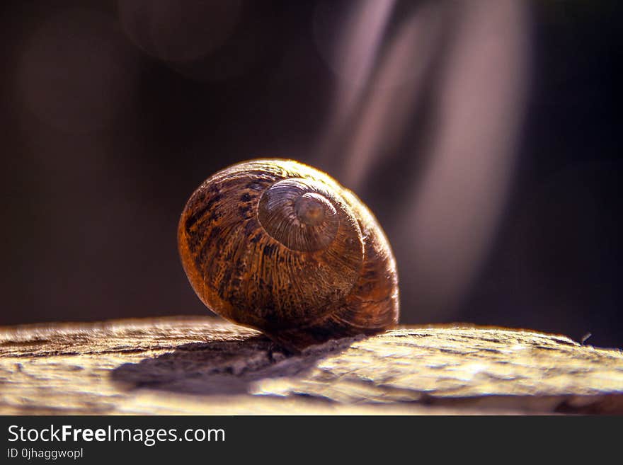 Shallow Focus Photography of Brown Snail