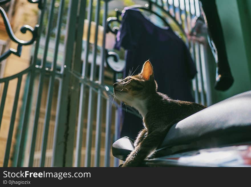 Silver Tabby Cat Tilt Shift Lens Photography