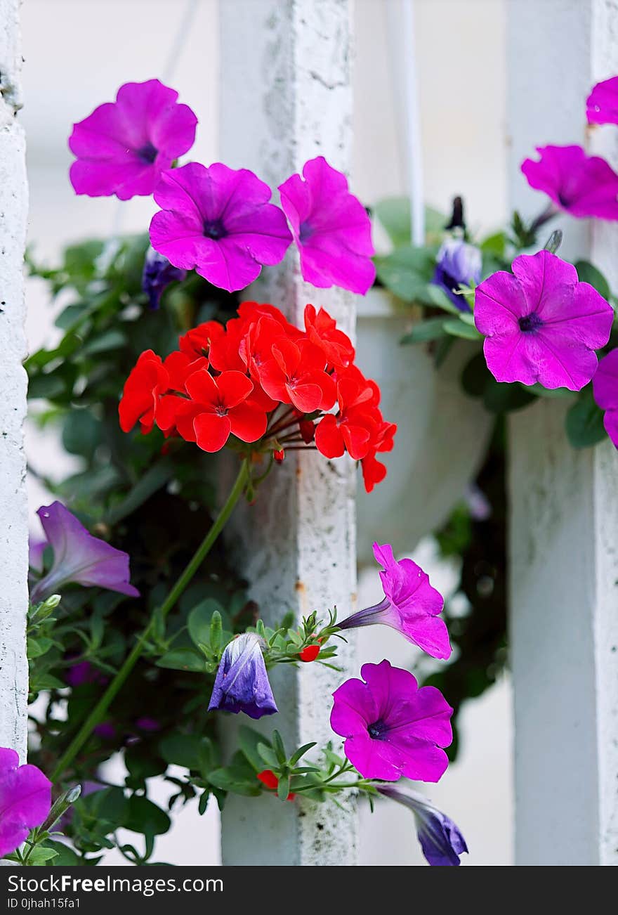 Red And Purple Petaled Flowers