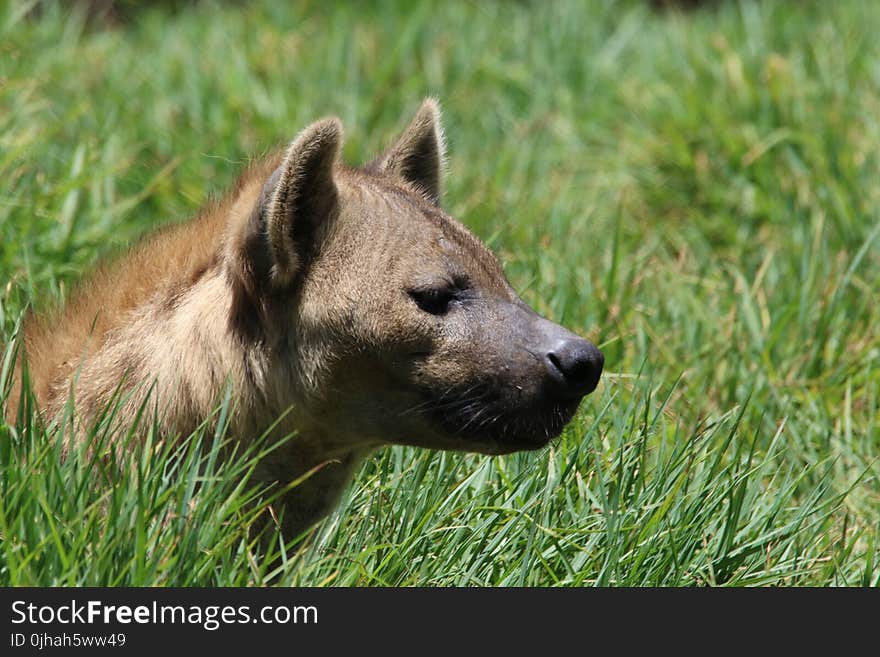 Brown Short-coated Dog on Green Grass Field