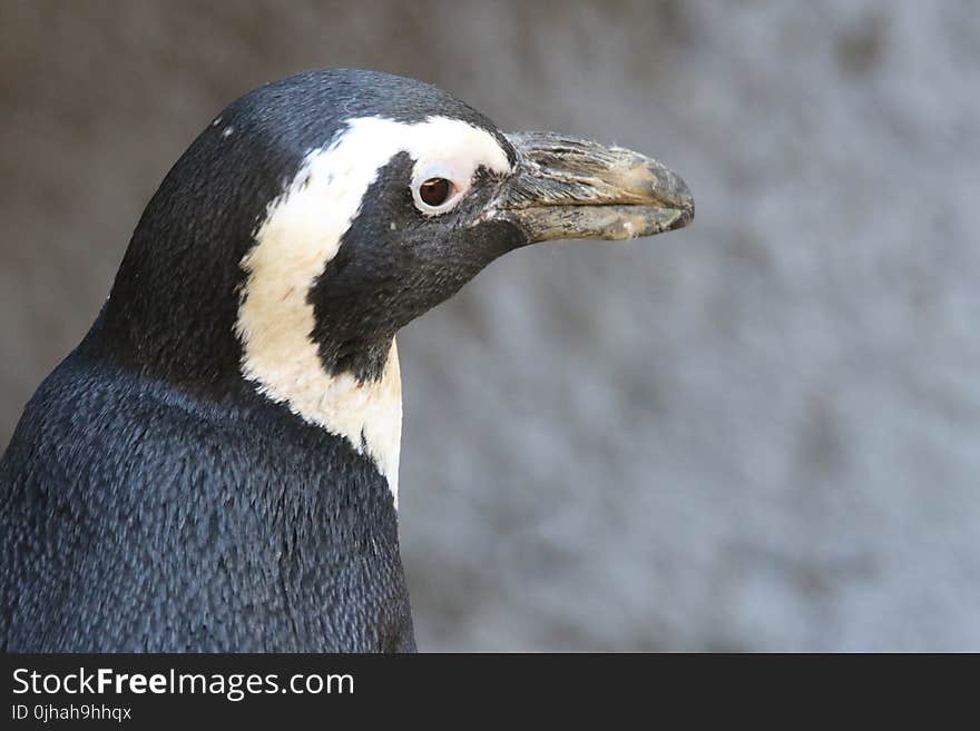 Close-up Photo of Penguin