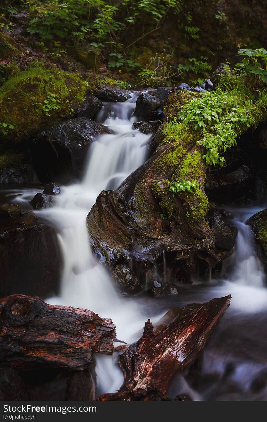 Running Water Surrounded of Trees and Plants