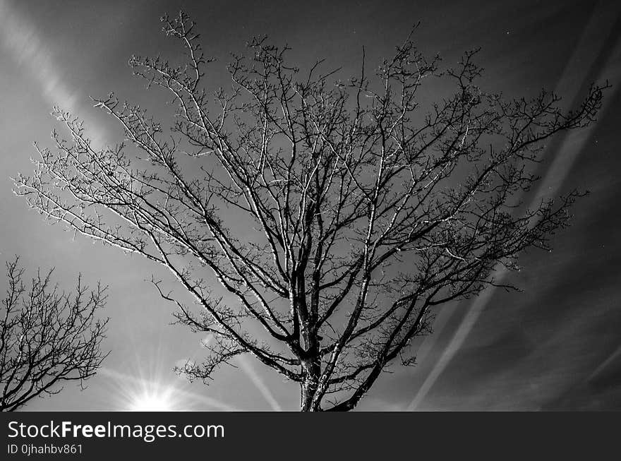 Grayscale Photography of Bare Tree