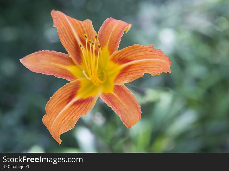 Yellow Day Lily Flower