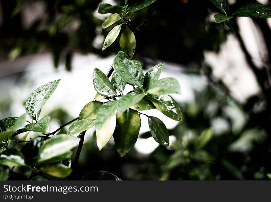 Focus Photography of Green Leaf Plant