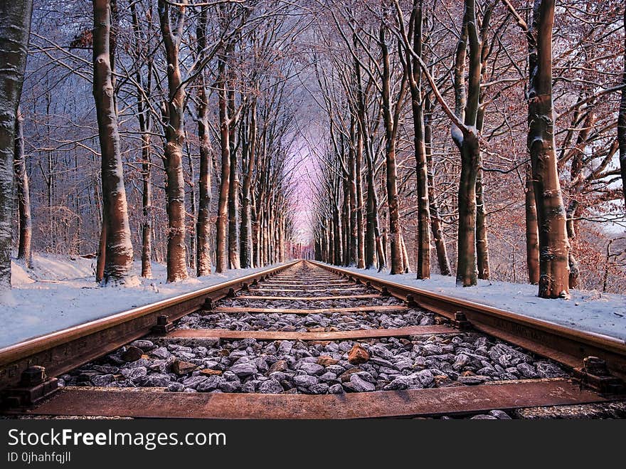 Railroad in Between the Trees