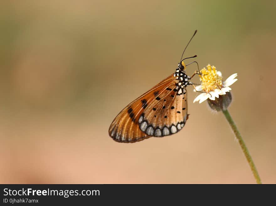 Brown and Black Butterfly on White Petaled Flower