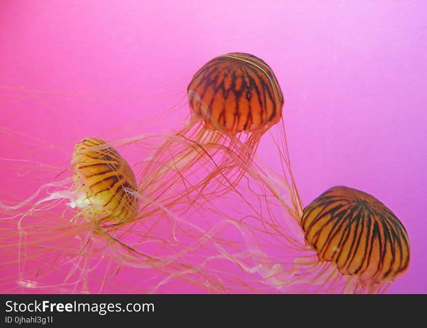 Three Brown-and-black Jellyfishes