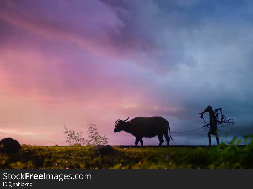 Silhouette of Man Carrying Plow While Holding the Rope of Water Buffalo Walking on Grass Field