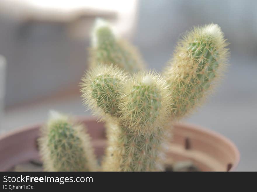 Selective Focus Photography of Green Cactus With Brown Pot