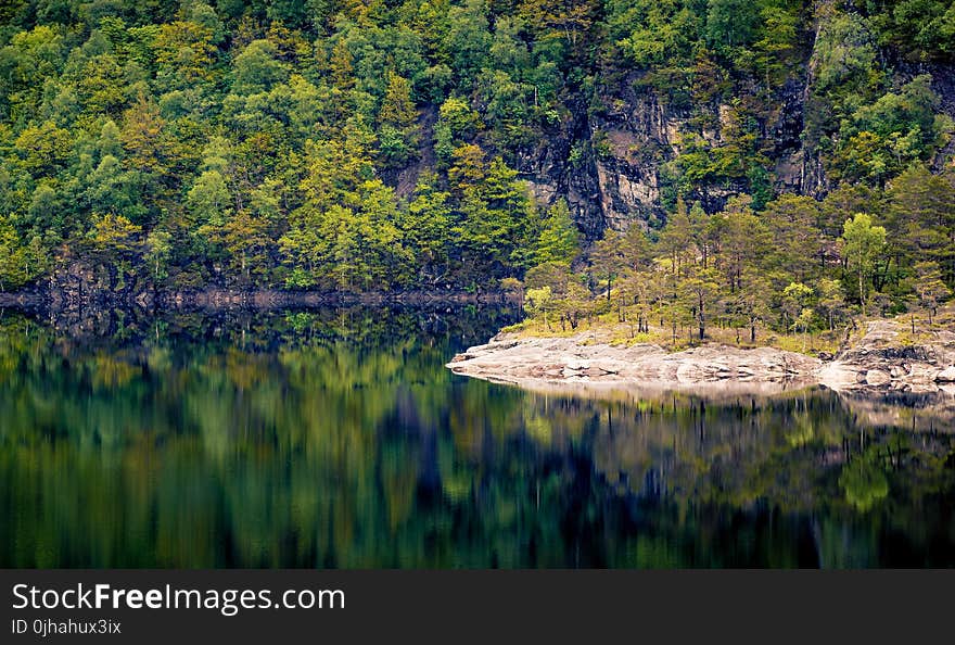 Scenic View of the Forest