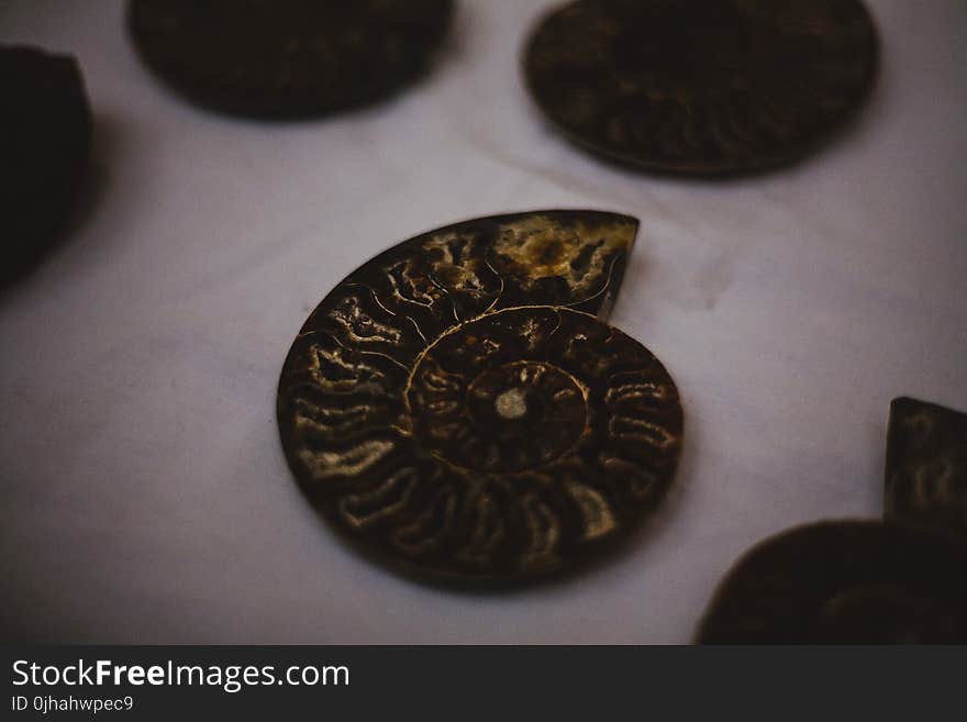 Copper Conch Shell Coin