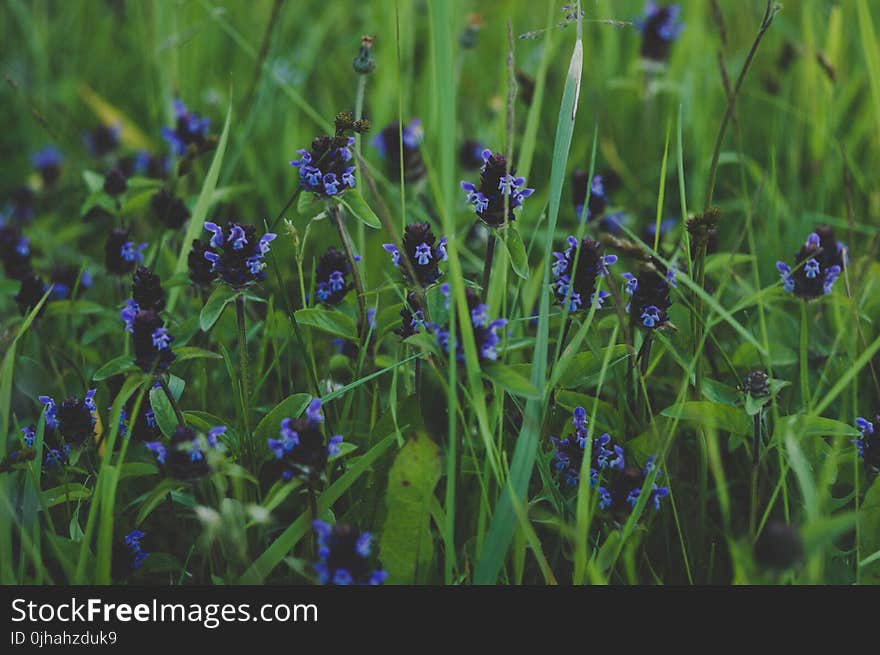 Purple Flower