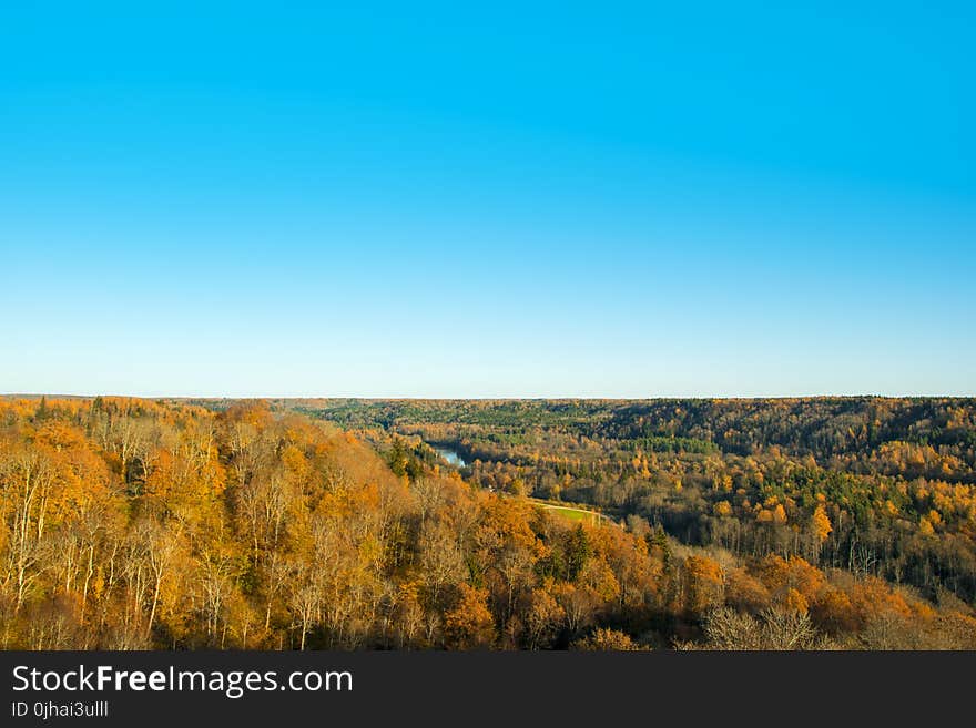 Landscape Photography of Brown Forest Under Blue Clear Sky