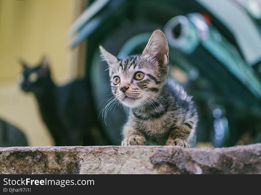 Brown Tabby Kitten With Motorcycle Background