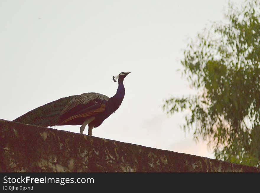 Peacock on Concrete Surface