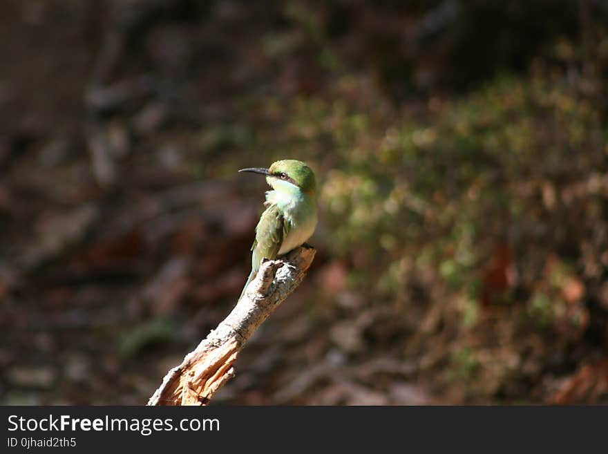 Green Long-beak Bird on Brown Wooden Tree Branch