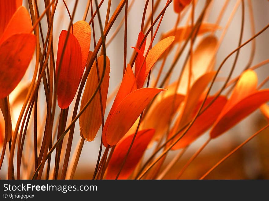 Selective Focus Photography of Orange Petaled Flowers