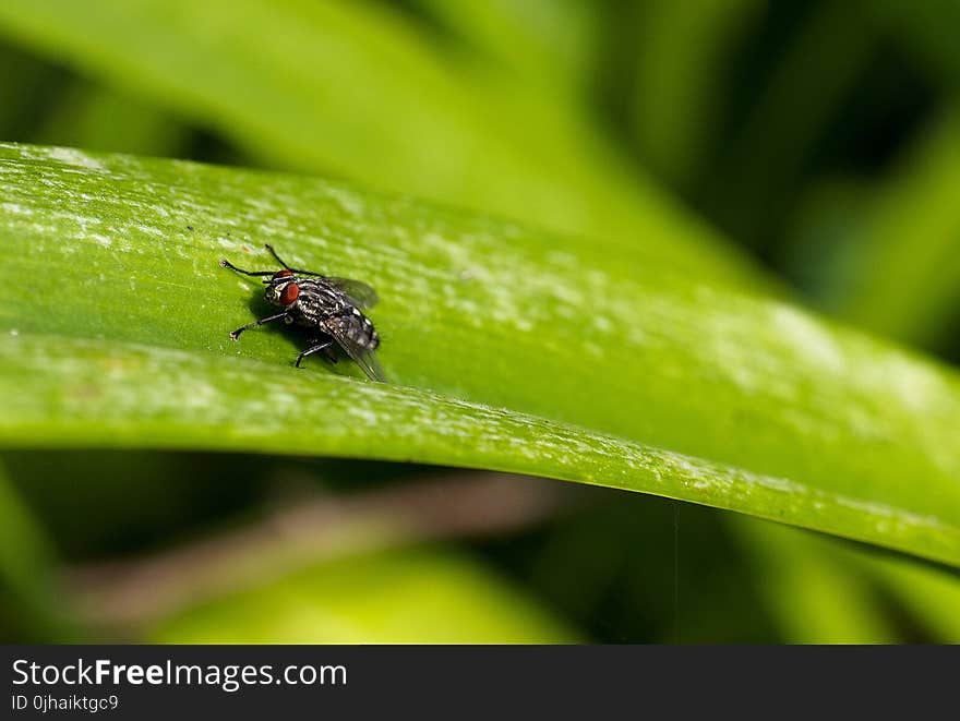 Close Up Focus Photo of a Grey and Black Fly on Green Leaf