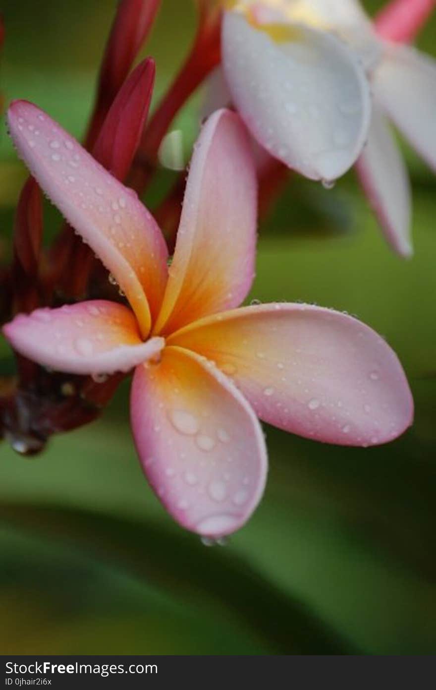 Shallow Focus of Pink Flower