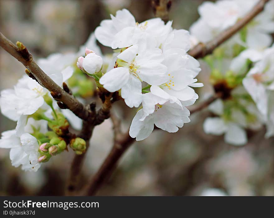 White Cherry Blossoms