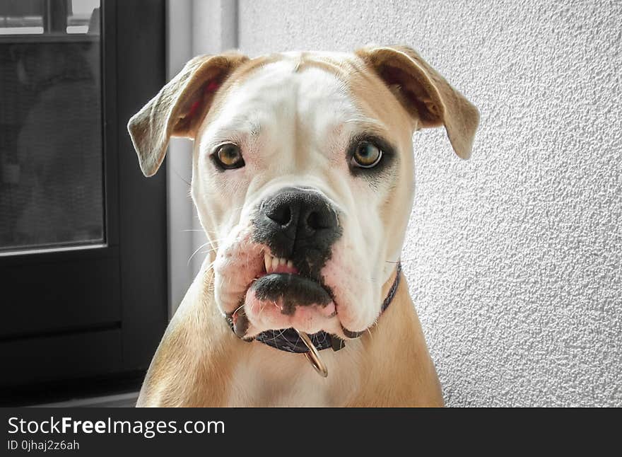 Closeup Photo of Adult White and Tan American Bulldog Near Wall