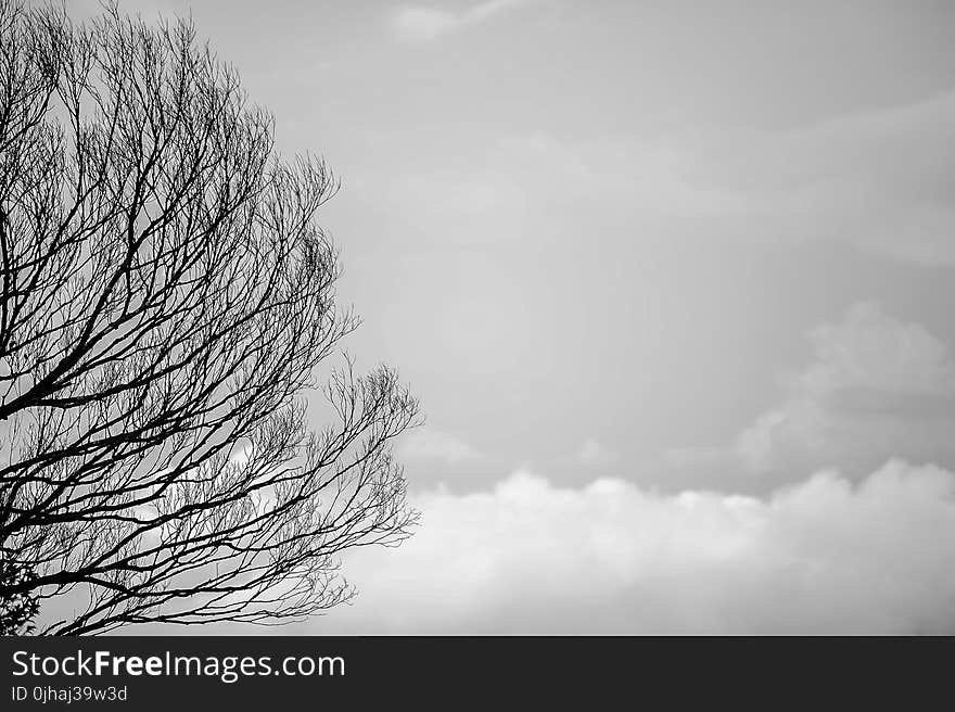 Black Tree Trunks and Sky