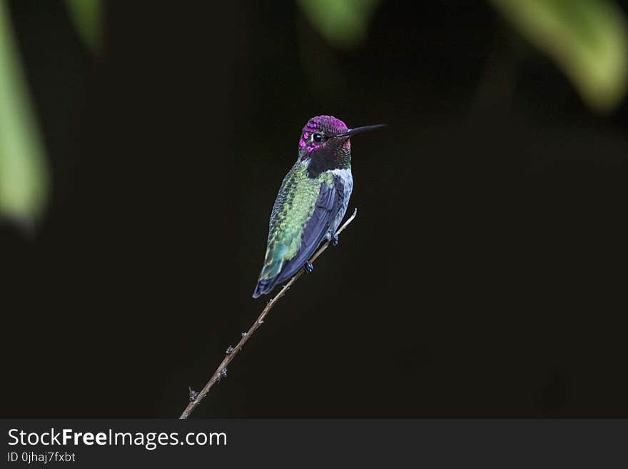 Selective Focus Photography of Green and Purple Hummingbird