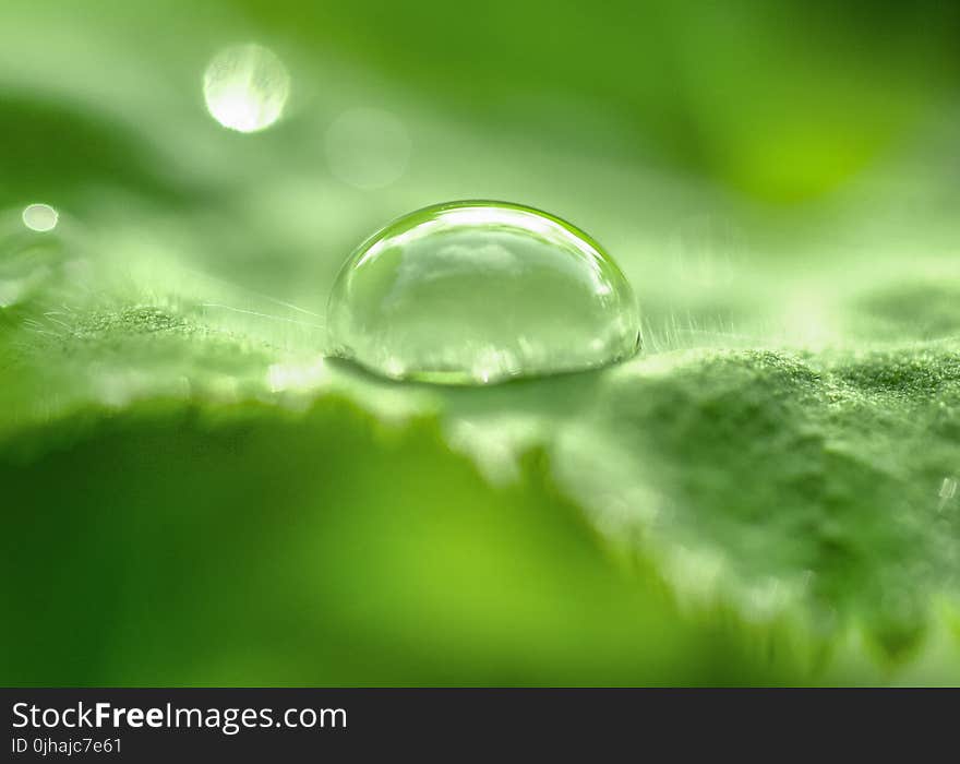 Selective Focus Photo of Tear Drop