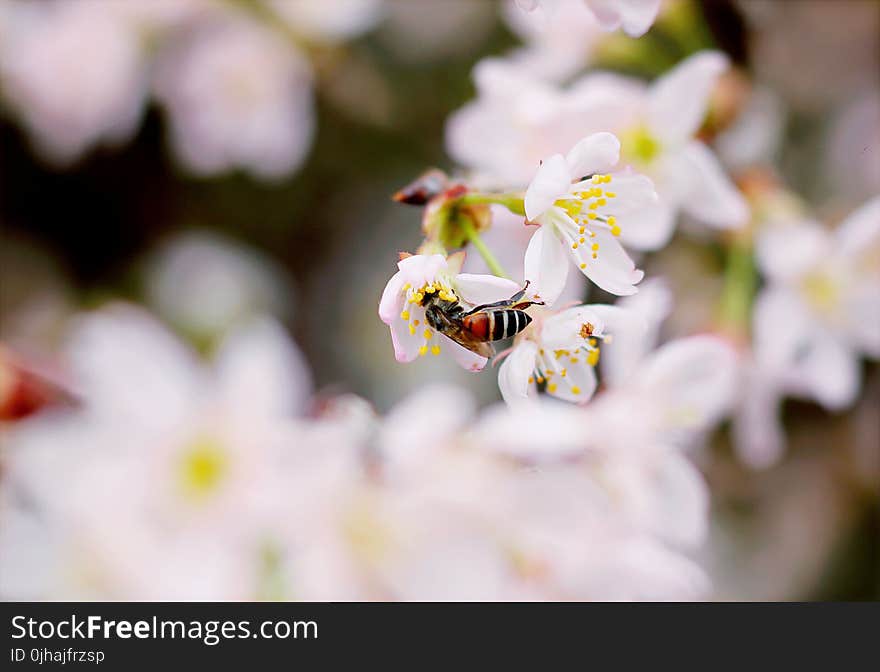 Close-up Photo of Black and Brown Wasp on White 5-petaled Flower