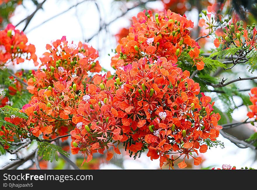 Shallow Focus Photography of Orange Flowers